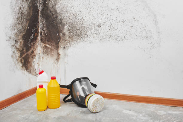 Best Mold Damage Repair  in Saint Davids, PA