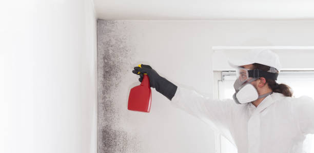 Best Mold Cleaning Services  in Saint Davids, PA