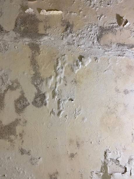 Best Fast Mold Removal  in Saint Davids, PA