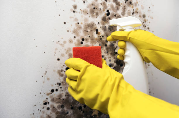 Best Best Mold Removal Companies  in Saint Davids, PA