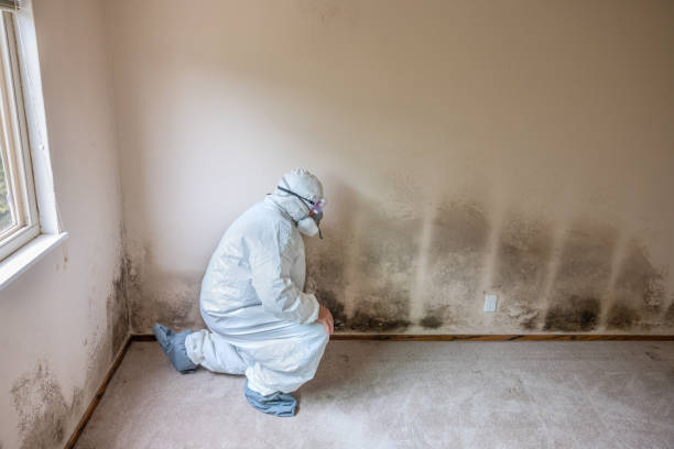 Best Residential Mold Removal  in Saint Davids, PA