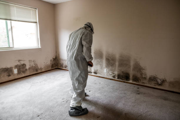 Best Local Mold Removal Service  in Saint Davids, PA