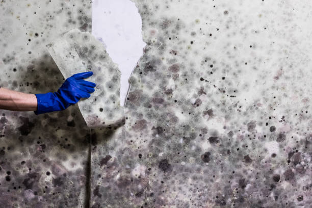 Best Home Mold Removal  in Saint Davids, PA